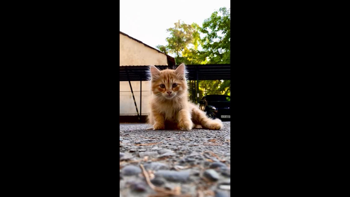 向你走来的小猫咪短视频素材【4K】
