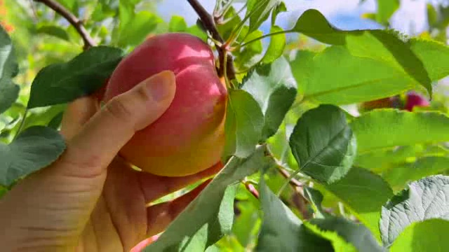 摘个树上挂着的红苹果短视频素材【4K】
