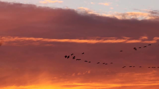 迁徙的鸟群短视频素材