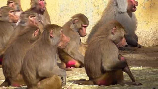 动物园里一群群居的狒狒短视频素材【4K】