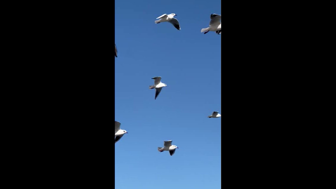 蓝天下的海鸥群短视频素材