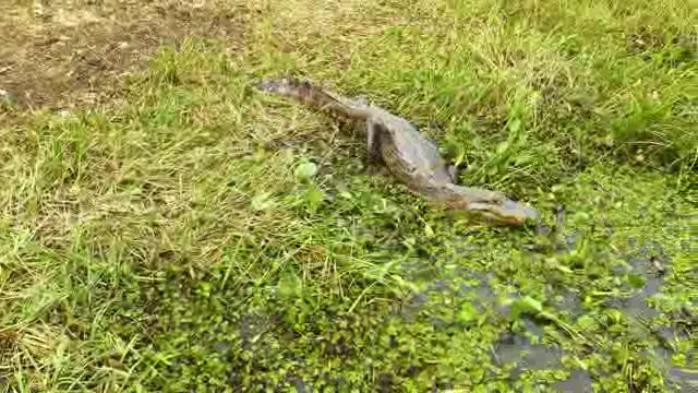 沼泽里的小鳄鱼溜进水里短视频素材【4K】