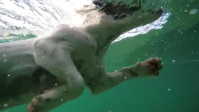 在水中游泳的狗狗短视频素材