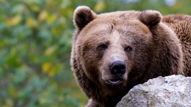 一脸拽拽的大棕熊短视频素材