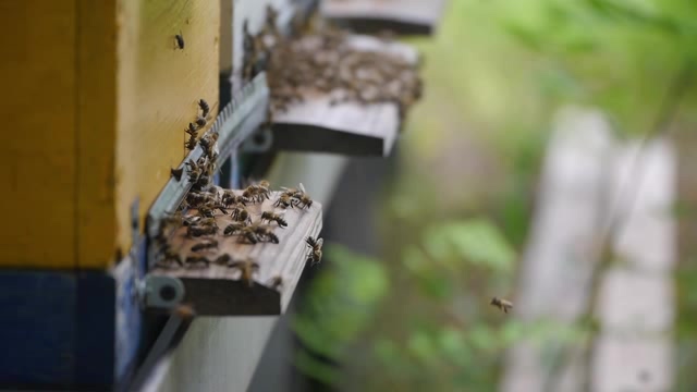 蜂箱口勤劳的小蜜蜂忙碌的身影短视频素材