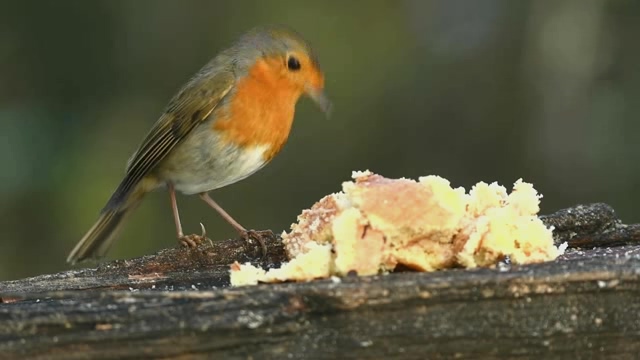 站在木头上吃食的小鸟知更鸟短视频素材