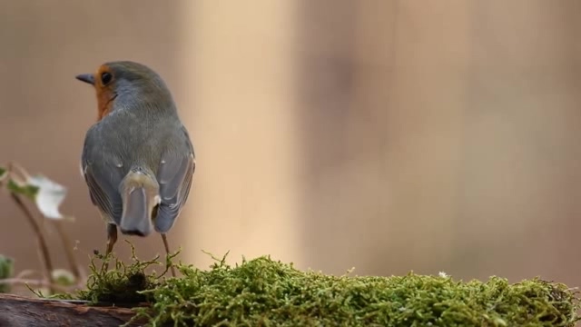 苔藓地衣上吃东西的小鸟短视频素材