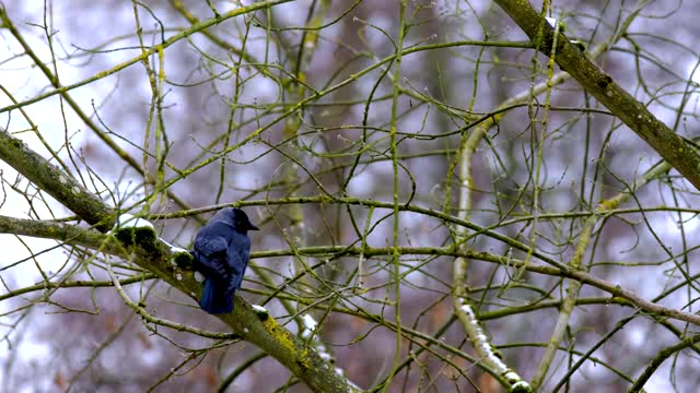 树枝上的小蓝鸟短视频素材【4K】