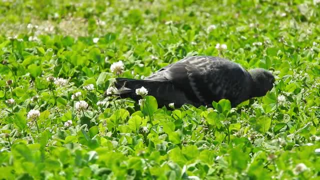 在草地上吃虫子和种子的一群鸽子短视频素材