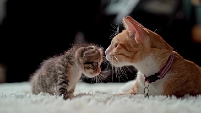 可爱的猫咪母子舐犊情深短视频素材