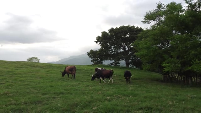 航拍山坡草原上吃草的牛群短视频素材