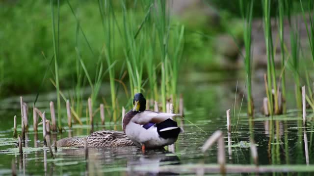 在水塘里戏水吃水草的野鸭子们短视频素材