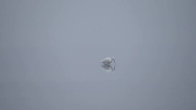 白色迷雾中湖面上一只捕食的水鸟白鹳短视频素材【4K】