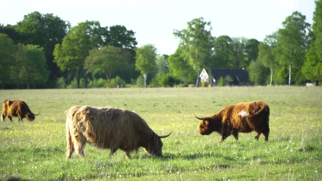 在牧场上吃草的三头牛短视频素材【4K】