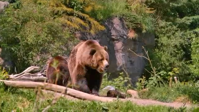 在野外游玩的棕熊一家短视频素材