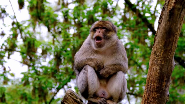 蹲在树枝上的母猴短视频素材【4K】