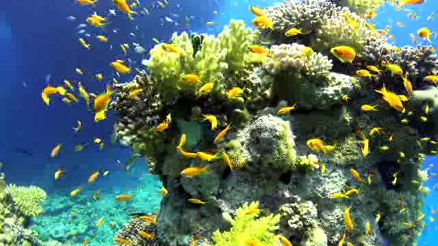 珊瑚礁旁边的小黄鱼短视频素材