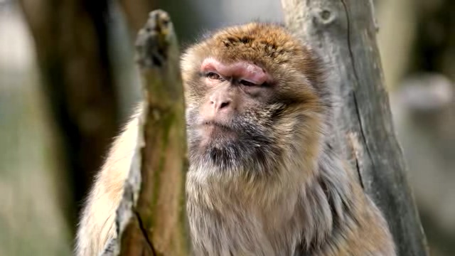 蹲在树上吃东西的猕猴短视频素材