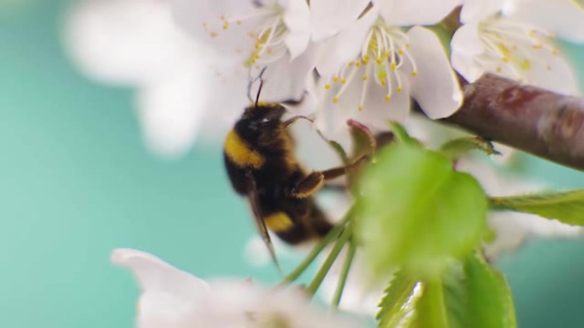 白色梨花上的正忙着采蜜的小蜜蜂短视频素材