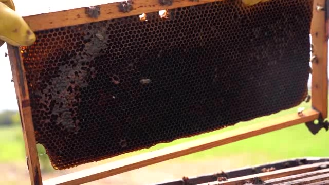 蜂箱中的蜂巢和小蜜蜂短视频素材