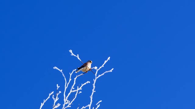 蓝天下树枝上的小胖鸟短视频素材
