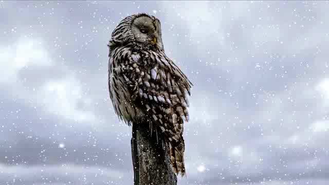 风雪中的猫头鹰短视频素材【4K】