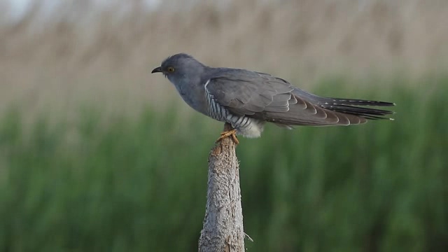 站在木桩上的一只小灰鸟短视频素材