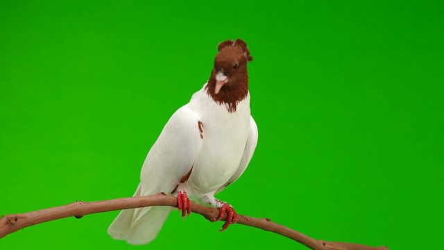 绿幕前的一只白棕色鸽子短视频素材