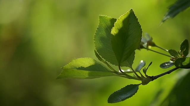 阳光下的绿叶树芽短视频素材