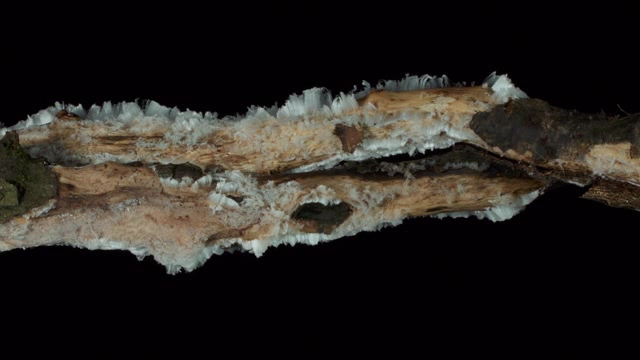 枯木上疯狂生长的细菌菌丝延时短视频素材【4K】