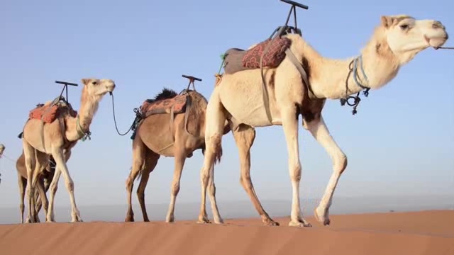 沙漠中的骆驼商队短视频素材