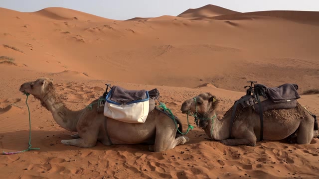 爬在沙漠上休息的骆驼小队短视频素材