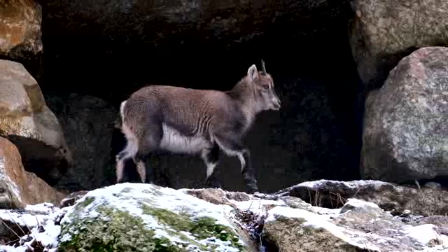 在山洞口行走的小黑羊短视频素材【4K】