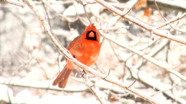 雪中的红衣主教小鸟，学名红衣主教蜡嘴鸟，其它名称有红衣主教鸟，简称主教鸟，或称为维吉尼亚红衣主教或北方红雀Northern cardinal。分布在加拿大南部、美国东半部和墨西哥东半部，生活范围在20世纪扩展到了北部，偶然出现于西部。
