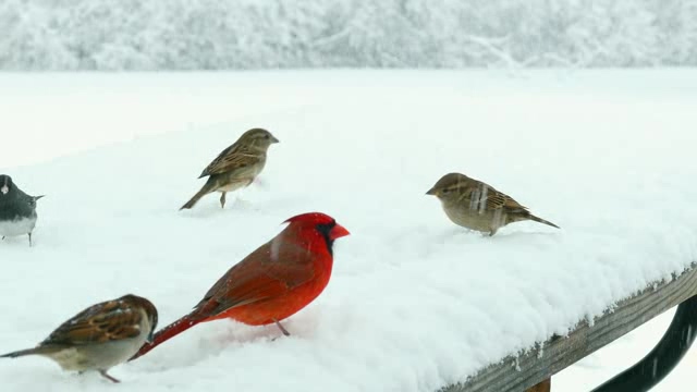 大雪天雪地上觅食的小鸟们短视频素材