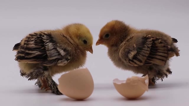 两只刚出蛋壳的小雏鸡短视频素材