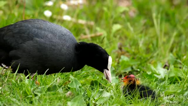 草地上鸟妈妈在喂食小鸟短视频素材【4K】