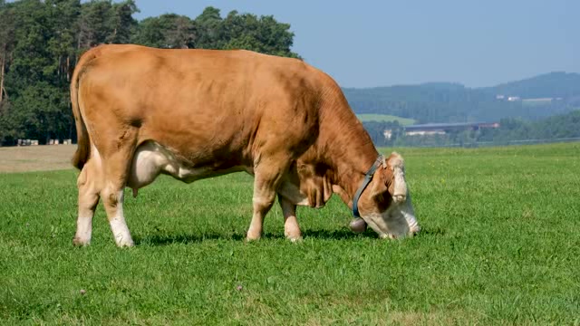 在草地上吃草的奶牛短视频素材【4K】