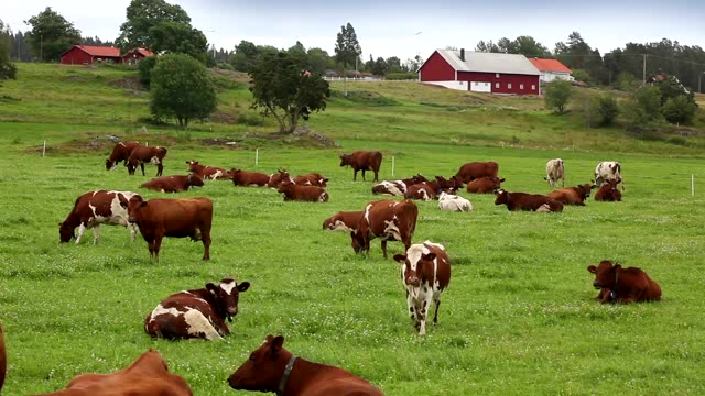 北欧山区草地上的奶牛群短视频素材