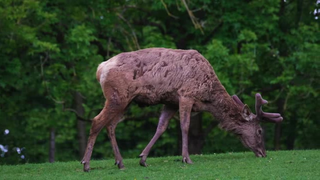 森林中草地上啃食草皮的雄鹿短视频素材【4K】