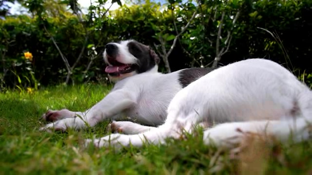躺在草地上大口喘气的大白狗短视频素材