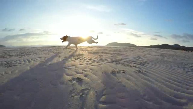 在沙滩上奔跑的修狗短视频素材