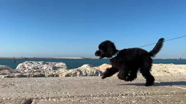在海堤上奔跑的小黑狗短视频素材