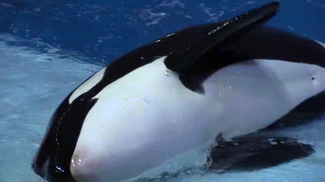 海洋馆中的虎鲸短视频素材