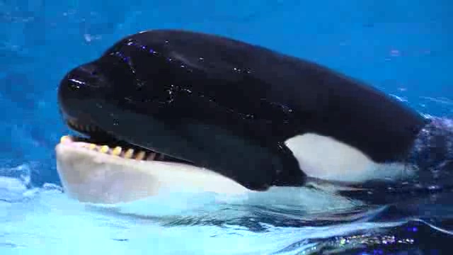 海洋馆中可爱的虎鲸短视频素材