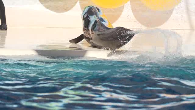 海洋馆中的在进行表演的海豚短视频素材