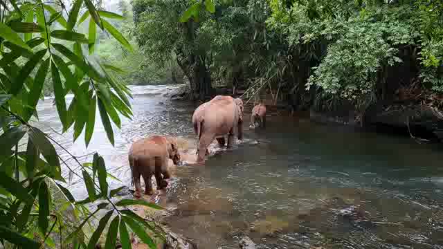 在热带雨林中涉水过河的大象一家短视频素材【4K】