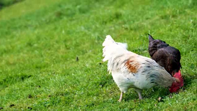 一对在草地上吃食的鸡短视频素材