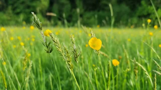 草地上漂亮的小黄花短视频素材【4K】